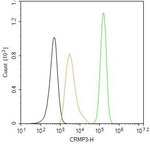 CRMP3 Antibody in Flow Cytometry (Flow)