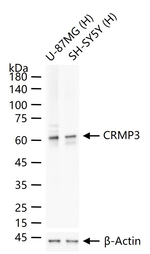 CRMP3 Recombinant Rabbit Monoclonal Antibody (6B4)