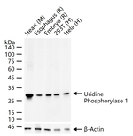 UPP1 Recombinant Rabbit Monoclonal Antibody (12F2)