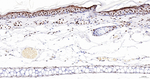 SNRPA1 Antibody in Immunohistochemistry (Paraffin) (IHC (P))