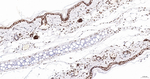 SNRPA1 Antibody in Immunohistochemistry (Paraffin) (IHC (P))