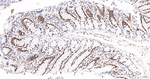 SNRPA1 Antibody in Immunohistochemistry (Paraffin) (IHC (P))