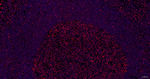 SNRPA1 Recombinant Rabbit Monoclonal Antibody (7C12)