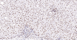 SNRPA1 Antibody in Immunohistochemistry (Paraffin) (IHC (P))