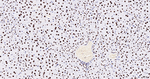 SNRPA1 Antibody in Immunohistochemistry (Paraffin) (IHC (P))