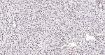 SNRPA1 Antibody in Immunohistochemistry (Paraffin) (IHC (P))