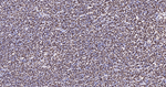 SNRPA1 Antibody in Immunohistochemistry (Paraffin) (IHC (P))