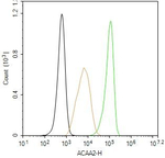 ACAA2 Antibody in Flow Cytometry (Flow)