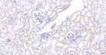 ACAA2 Antibody in Immunohistochemistry (Paraffin) (IHC (P))