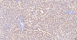 ACAA2 Antibody in Immunohistochemistry (Paraffin) (IHC (P))