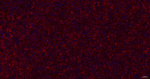 ACAA2 Antibody in Immunohistochemistry (Paraffin) (IHC (P))