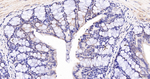 ACAA2 Antibody in Immunohistochemistry (Paraffin) (IHC (P))
