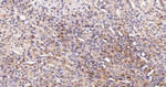ACAA2 Antibody in Immunohistochemistry (Paraffin) (IHC (P))