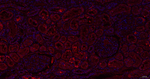 SUOX Recombinant Rabbit Monoclonal Antibody (2B9)
