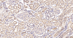 SUOX Antibody in Immunohistochemistry (Paraffin) (IHC (P))