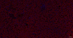 SUOX Antibody in Immunohistochemistry (Paraffin) (IHC (P))