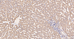 SUOX Antibody in Immunohistochemistry (Paraffin) (IHC (P))