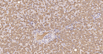 ERLIN2 Antibody in Immunohistochemistry (Paraffin) (IHC (P))
