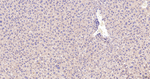 ERLIN2 Antibody in Immunohistochemistry (Paraffin) (IHC (P))