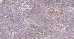 ERLIN2 Antibody in Immunohistochemistry (Paraffin) (IHC (P))