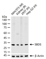 SBDS Recombinant Rabbit Monoclonal Antibody (6H3)