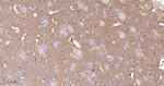 Flotillin 1 Antibody in Immunohistochemistry (Paraffin) (IHC (P))