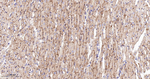 Flotillin 1 Antibody in Immunohistochemistry (Paraffin) (IHC (P))
