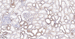 Flotillin 1 Antibody in Immunohistochemistry (Paraffin) (IHC (P))