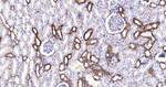 Flotillin 1 Antibody in Immunohistochemistry (Paraffin) (IHC (P))