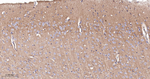 Flotillin 1 Antibody in Immunohistochemistry (Paraffin) (IHC (P))
