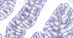 Flotillin 1 Antibody in Immunohistochemistry (Paraffin) (IHC (P))