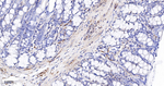 Flotillin 1 Antibody in Immunohistochemistry (Paraffin) (IHC (P))