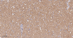 Flotillin 1 Antibody in Immunohistochemistry (Paraffin) (IHC (P))