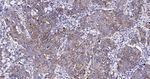 Flotillin 1 Antibody in Immunohistochemistry (Paraffin) (IHC (P))