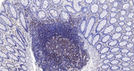 Flotillin 1 Recombinant Rabbit Monoclonal Antibody (5D4)