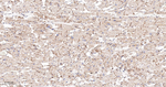 Flotillin 1 Antibody in Immunohistochemistry (Paraffin) (IHC (P))