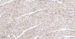 Flotillin 1 Antibody in Immunohistochemistry (Paraffin) (IHC (P))