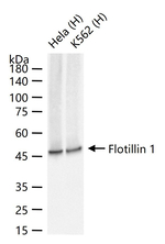 Flotillin 1 Antibody in Western Blot (WB)