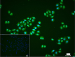 PHD3 Recombinant Rabbit Monoclonal Antibody (4B1)