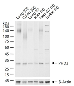 PHD3 Antibody in Western Blot (WB)