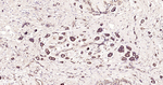 TNFRSF11B Antibody in Immunohistochemistry (Paraffin) (IHC (P))