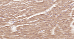 TNFRSF11B Antibody in Immunohistochemistry (Paraffin) (IHC (P))