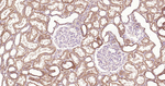 TNFRSF11B Antibody in Immunohistochemistry (Paraffin) (IHC (P))