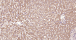 TNFRSF11B Antibody in Immunohistochemistry (Paraffin) (IHC (P))