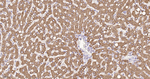 MGST1 Antibody in Immunohistochemistry (Paraffin) (IHC (P))