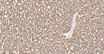 MGST1 Recombinant Rabbit Monoclonal Antibody (1C11)