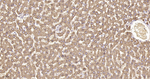 MGST1 Antibody in Immunohistochemistry (Paraffin) (IHC (P))