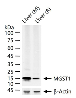 MGST1 Antibody in Western Blot (WB)