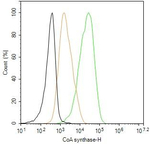 CoA Synthase Antibody in Flow Cytometry (Flow)