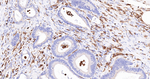NCF4 Antibody in Immunohistochemistry (Paraffin) (IHC (P))